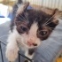 Yavru kedi kalıcı evini arıyor fotoğraf