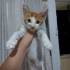 SARMAN BEBEK YUVA İLANI fotoğraf