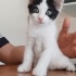 SİMBA YUVA ARIYOR fotoğraf
