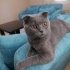 Ücretsiz sahiplenme British kedi ömürlük yuva fotoğraf