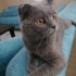 Ücretsiz sahiplenme British kedi ömürlük yuva fotoğraf
