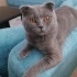 Ücretsiz sahiplenme British kedi ömürlük yuva fotoğraf