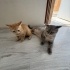 Kuruyemişlerin en güzeli Fıstık fotoğraf