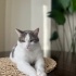 Sadık ve Uysal Tekir Kedi Sahiplendirilmek Üzere fotoğraf