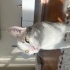 Sadık ve Uysal Tekir Kedi Sahiplendirilmek Üzere fotoğraf