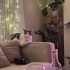 Sadık ve Uysal Tekir Kedi Sahiplendirilmek Üzere fotoğraf