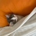 Sadık ve Uysal Tekir Kedi Sahiplendirilmek Üzere fotoğraf