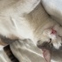 Sadık ve Uysal Tekir Kedi Sahiplendirilmek Üzere fotoğraf