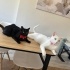 Siyah&Beyaz İki Kedi “Birlikte” Sahiplendirilecek! fotoğraf