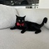 Siyah&Beyaz İki Kedi “Birlikte” Sahiplendirilecek! fotoğraf