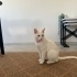Siyah&Beyaz İki Kedi “Birlikte” Sahiplendirilecek! fotoğraf