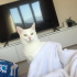 Siyah&Beyaz İki Kedi “Birlikte” Sahiplendirilecek! fotoğraf