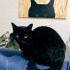 Siyah&Beyaz İki Kedi “Birlikte” Sahiplendirilecek! fotoğraf