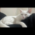 Siyah&Beyaz İki Kedi “Birlikte” Sahiplendirilecek! fotoğraf