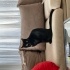Siyah&Beyaz İki Kedi “Birlikte” Sahiplendirilecek! fotoğraf