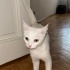 Bu pamuk şekeri çocuğun yeni ailesi olur musunuz? fotoğraf