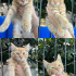 havalar soğumadan yuva arıyorlar fotoğraf