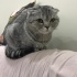 Mia yeni yuvasını arıyor fotoğraf