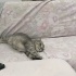 Mia yeni yuvasını arıyor fotoğraf