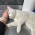 Ücretsiz sahiplenme Ankara kedi acil ömürlük yuva fotoğraf