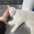 Ücretsiz sahiplenme Ankara kedi acil ömürlük yuva fotoğraf