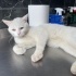 Ücretsiz sahiplenme Ankara kedi acil ömürlük yuva fotoğraf