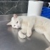 Ücretsiz sahiplenme Ankara kedi acil ömürlük yuva fotoğraf