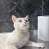Ücretsiz sahiplenme Ankara kedi acil ömürlük yuva fotoğraf