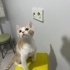 Miniğe yuva arıyoruzz fotoğraf