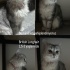 Prenses British Longhair fotoğraf