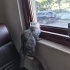 Prenses British Longhair fotoğraf