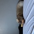 Dünyanın en sevecen köpeği biricik lattemize yuva arıyoruz fotoğraf