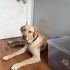 Dünyanın en sevecen köpeği biricik lattemize yuva arıyoruz fotoğraf