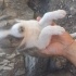 Masti 1 aylık dişi Ücretsiz