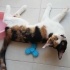 Oyun Delisi Cana Yakın Güzel Dorothy'ye Yuva! fotoğraf