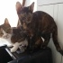 Dünya Güzeli Özel Tortoiseshell Nazlı Rosemary'ye Yuva! fotoğraf