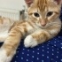 Bebekler ömürlük yuvasını arıyor fotoğraf