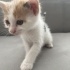 Sevimli yavru kedilerimize yuva arıyoruz!! fotoğraf