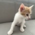 Sevimli yavru kedilerimize yuva arıyoruz!! fotoğraf