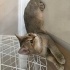 Sevgi dolu uysal sevecen bir kedi fotoğraf