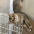 Sevgi dolu uysal sevecen bir kedi fotoğraf
