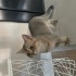 Sevgi dolu uysal sevecen bir kedi fotoğraf