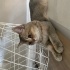 Sevgi dolu uysal sevecen bir kedi fotoğraf
