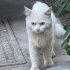 VAN KEDİSİ YAŞAMAYA ÇABALIYOR ACİİLL ‼️ fotoğraf