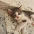 Yavrulara yuva arıyoruz fotoğraf