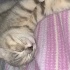 Balıma yuva arıyorum ücretsiz fotoğraf