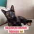 Tortiş Kedi Tek Gözlü Acil Yuva fotoğraf