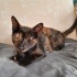 Tortiş Kedi Tek Gözlü Acil Yuva fotoğraf