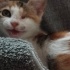 Ailem olur musunuz lütfen fotoğraf