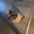 Turşu yeni ailesini arıyor😽 fotoğraf